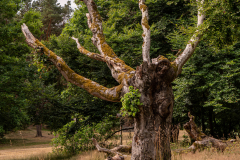 Monthly Championship August 2025 - Platz 7 - Ø 6,33 Punkte