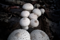 Monthly Championship November 2025 - Platz 2 - Ø 6,94 Punkte