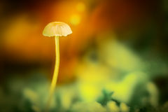 Monthly Championship November 2025 - Platz 5 - Ø 6,17 Punkte