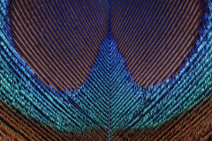 Monthly Championship Februar 2026 - Platz 3 - Ø 6,96 Punkte