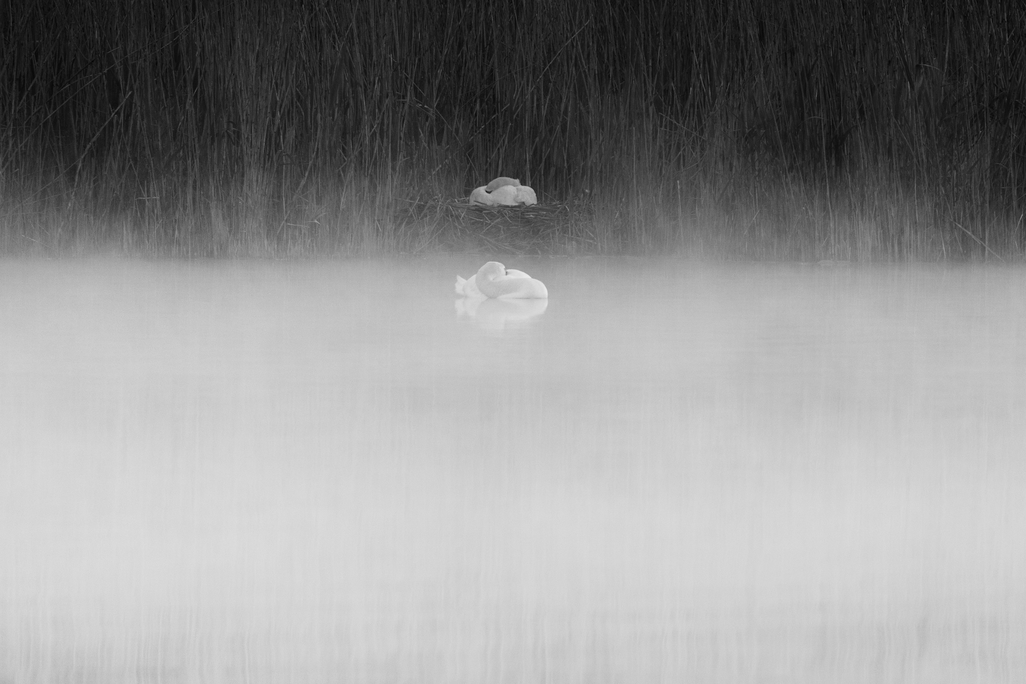 Schwäne im Nebel