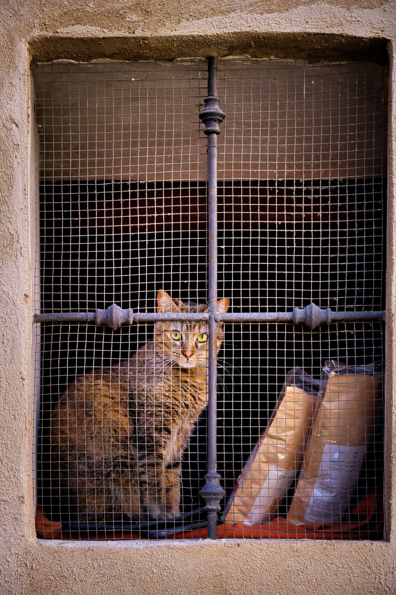 Katze hinter Gitter