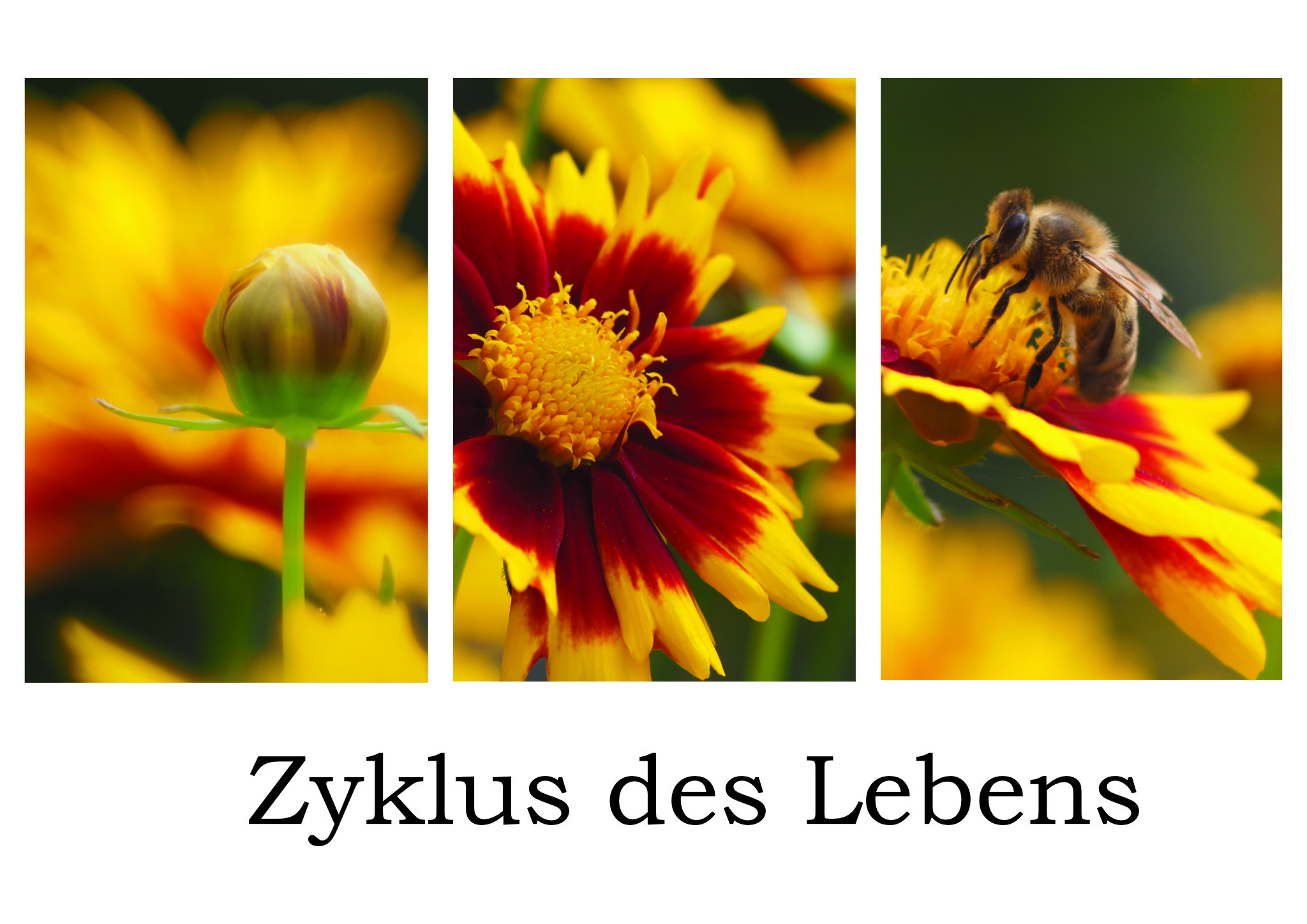 Zyklus des Lebens