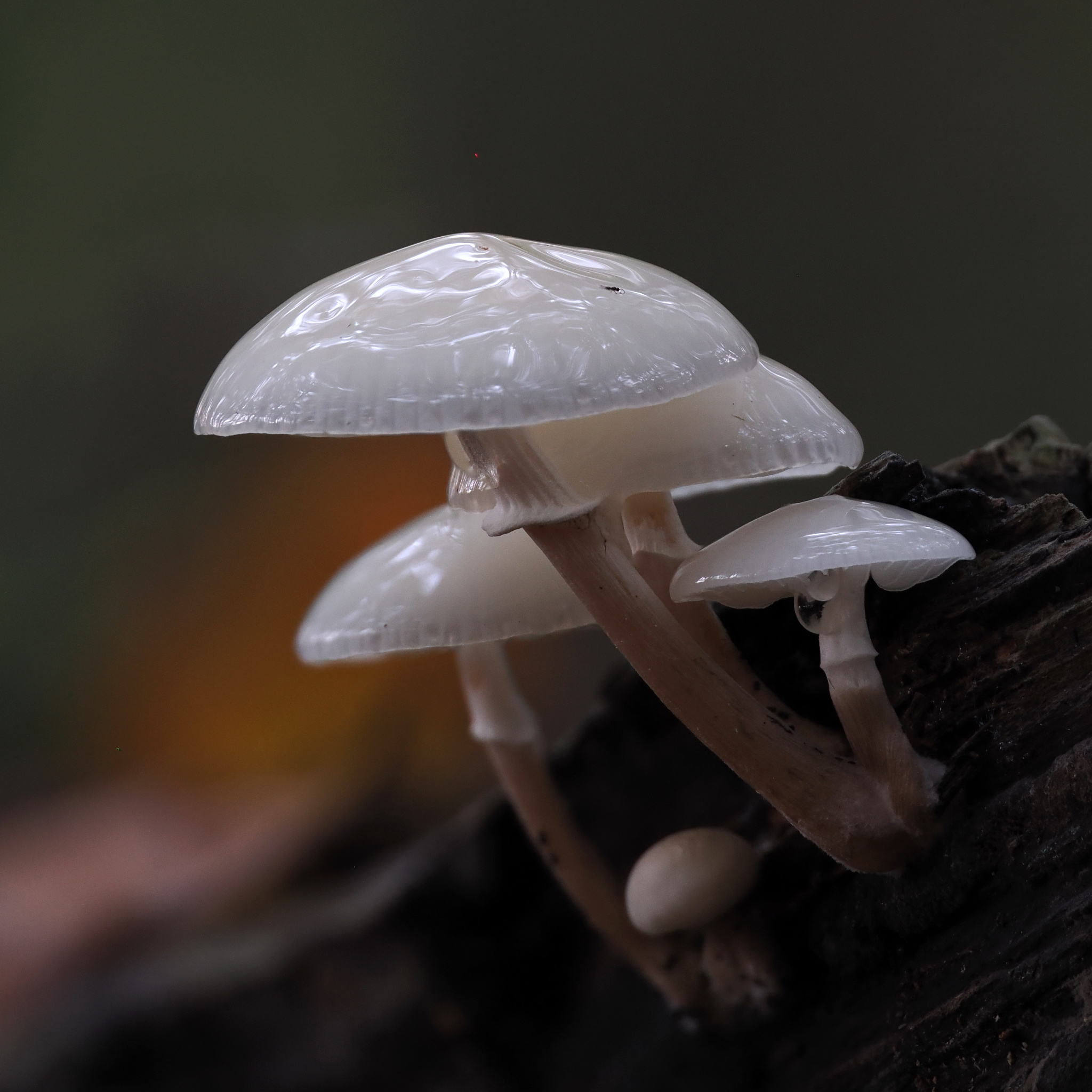 Buchenschleimrübling