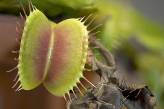 Frühlingsmeisterschaft 2026 - Platz 3 - Ø 6,83 Punkte