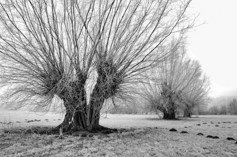 Kopfweiden-im-Frost-Kopie