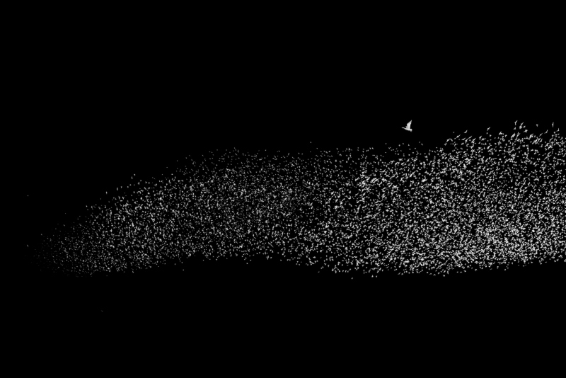 Starenschwarm-mit-Graugans