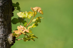 Junge Triebe– Platz 14 Junge Triebe– Platz 14