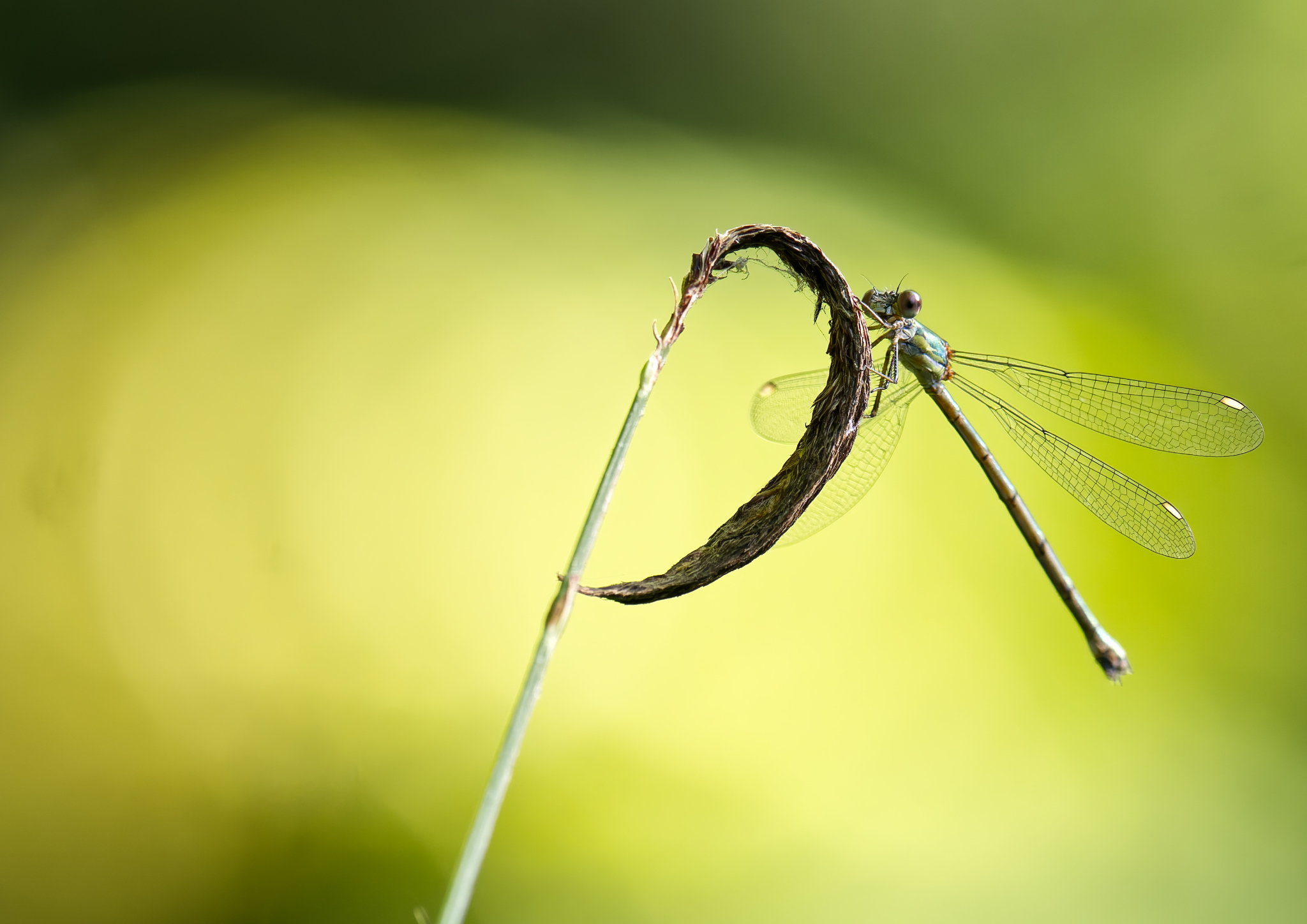 Libelle auf gebogenem Halm