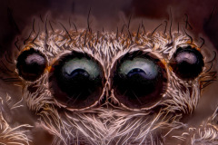 Spinne01