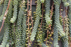 DSC_1603