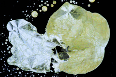 98135f11dd8a3f9a7ae55245166f65dee10504514eb2fdb37ff453f2ae9a439d