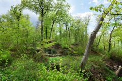 Reste-der-Raffenburg