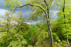 gruener-Frischwald
