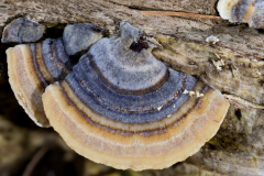 trametes-versicolor-2026-05-2