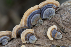 trametes-versicolor