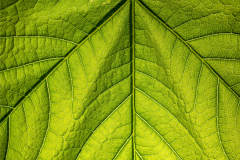 Ahornblatt Ahornblatt