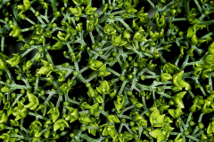 Knospendolde Knospendolde