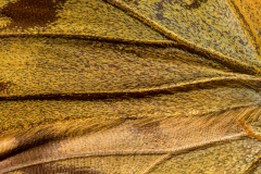 Schmetterlingsfluegel Schmetterlingsfluegel