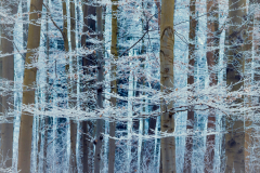 Winterwald Winterwald