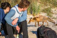 Fuchs am Weststrand des Darss, Nationalpark Vorpommersche Boddenlandschaft