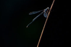 Anja-Sander_Libelle-2_klein