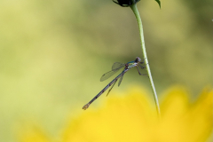 Anja-Sander_Libelle-4_klein