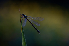Anja-Sander_Libelle-5_klein