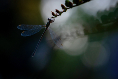 Anja-Sander_Libelle-6_klein