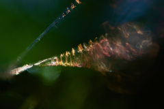 Anja-Sander_Libelle-7_klein