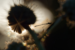 Im Gegenlicht P1130534_DxO3 aus RW2-v2