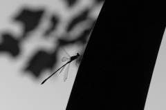 Libelle-im-Gegenlicht_Ingo-Langner