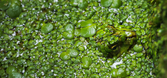 Frosch in Wasserlinsen, Foto: Christian Schwekendiek