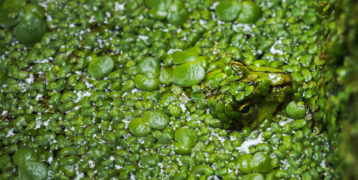 Frosch in Wasserlinsen, Foto: Christian Schwekendiek