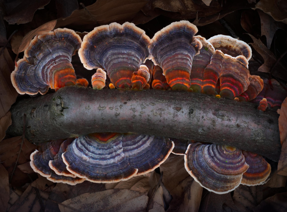 01-trameten-2023-01-16-2048