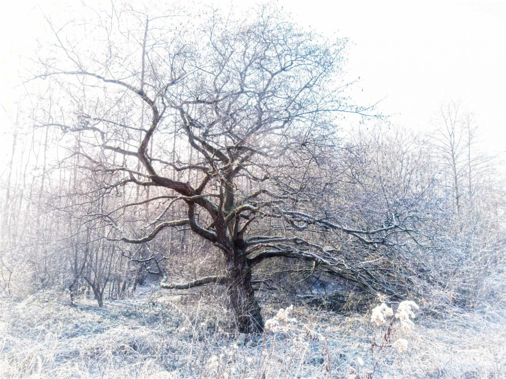 schoener-baum-im-frost