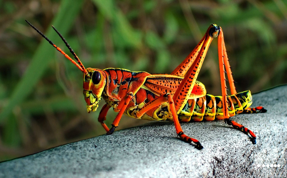 heuschrecke