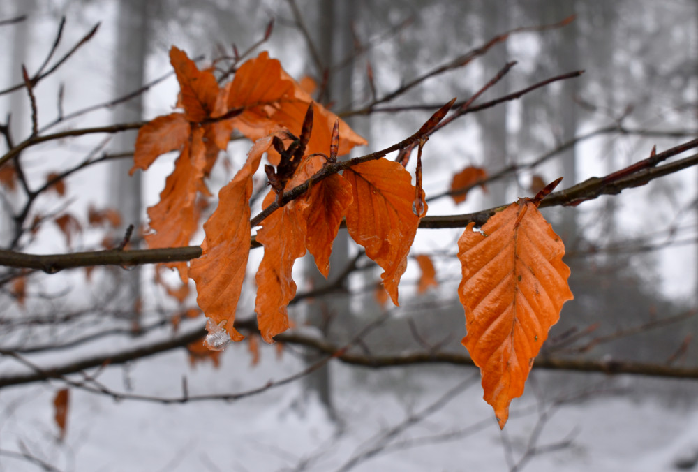 01-bk-blaetter-winterwald