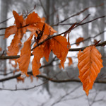 01-bk-blaetter-winterwald